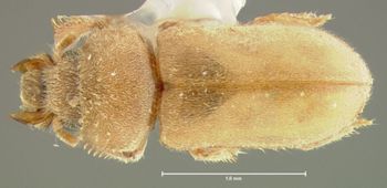 Media type: image;   Entomology 24468 Aspect: habitus dorsal view